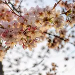 Heian House Kyoto