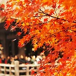 Kotonoya
