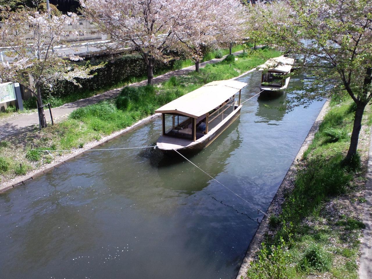 Sakura Shijo Karasuma Kyoto