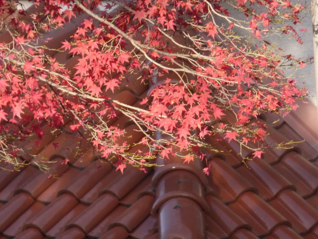 Saizen Matsumuro * Kyoto