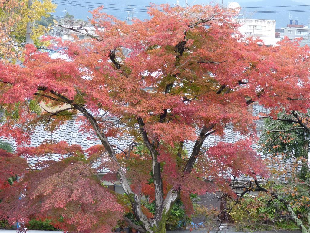 Saizen Matsumuro