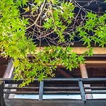 慶有魚-小松