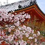 Stay Sakura Kyoto Fuga