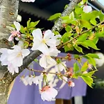 Rinn Kamiebisu