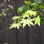 Machiya Oozora