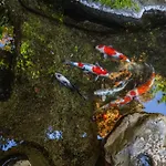 京都傳統古民宅 日式庭園 5房2衛浴 吉田神社旁 可停車 哲學之道 銀閣寺車程5分