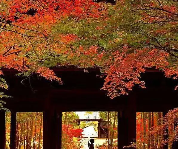 京都有客