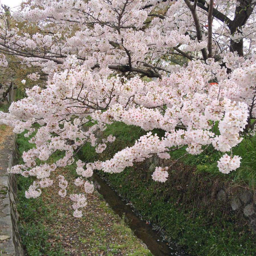 Sanzen Ya さんぜんやきょうと- Cozy Art Space For Lover Of Travel -
