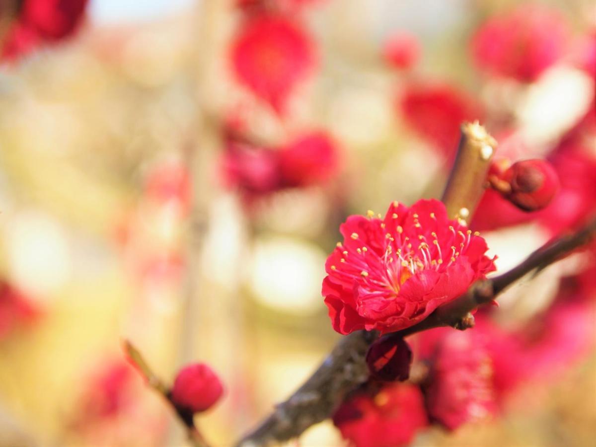 Sakura Kiyomizu Ougi Aparthotel