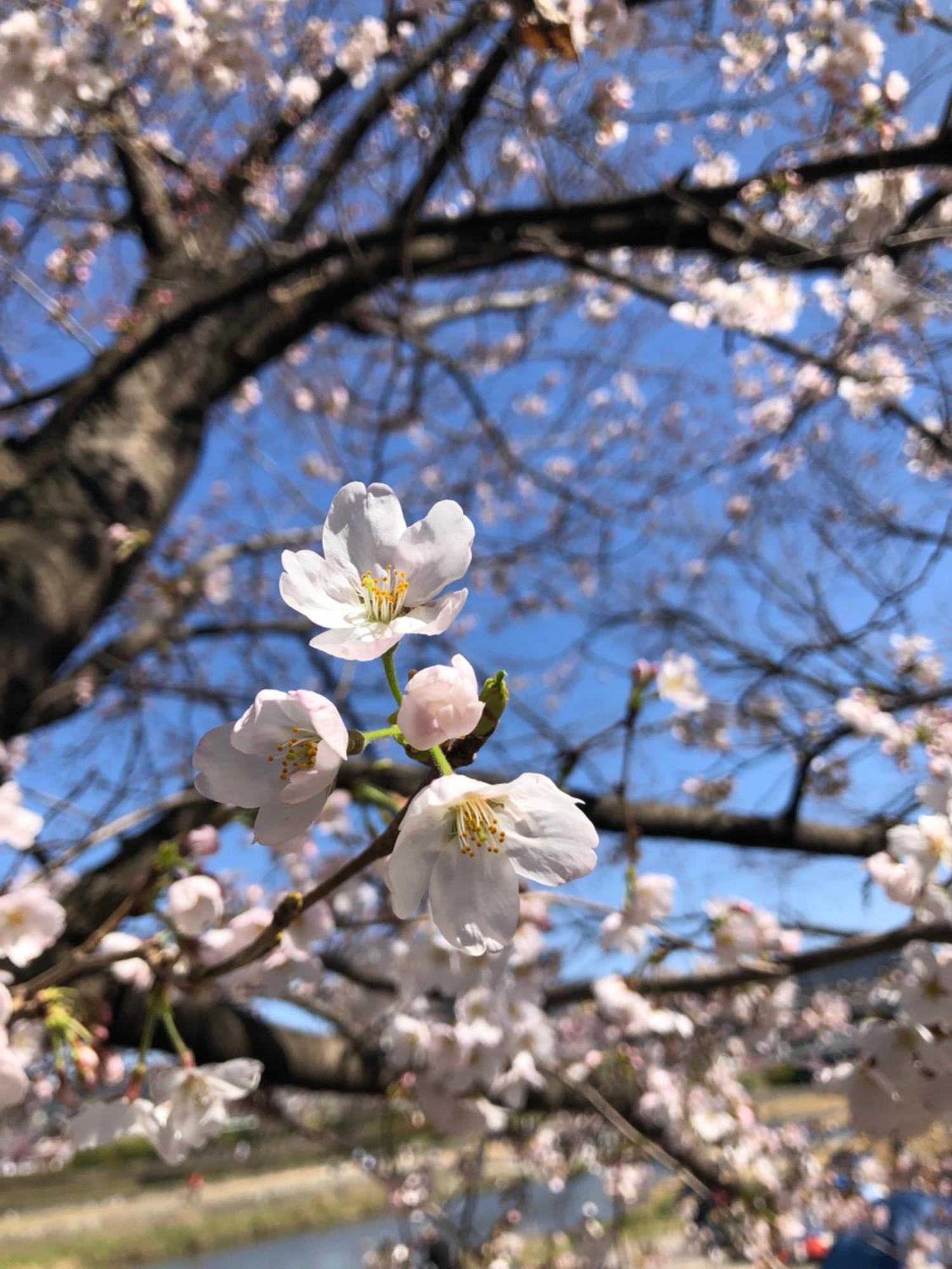 Tsubame-ya Guest house *