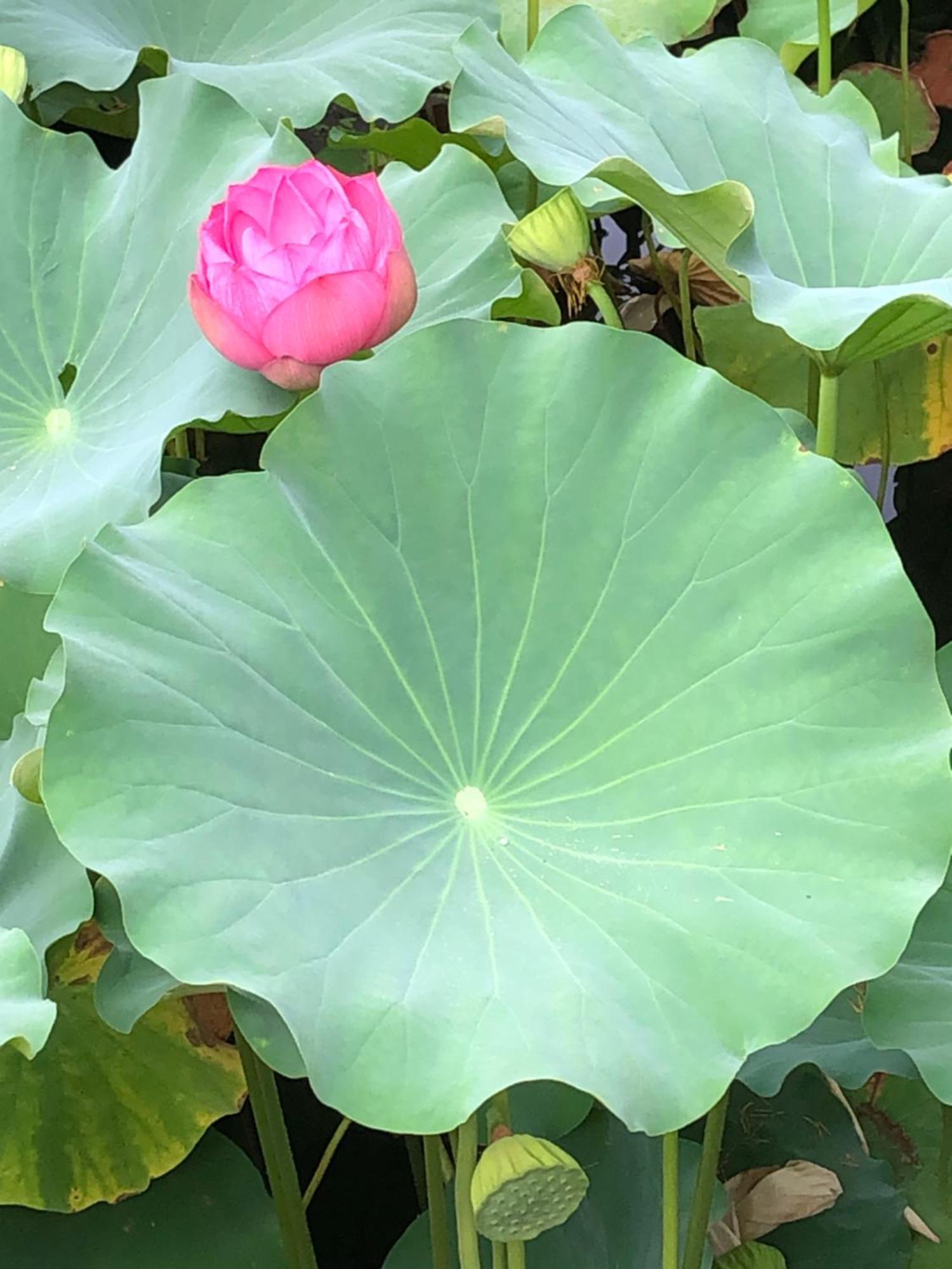 Tsubame-ya Guest house Kyoto