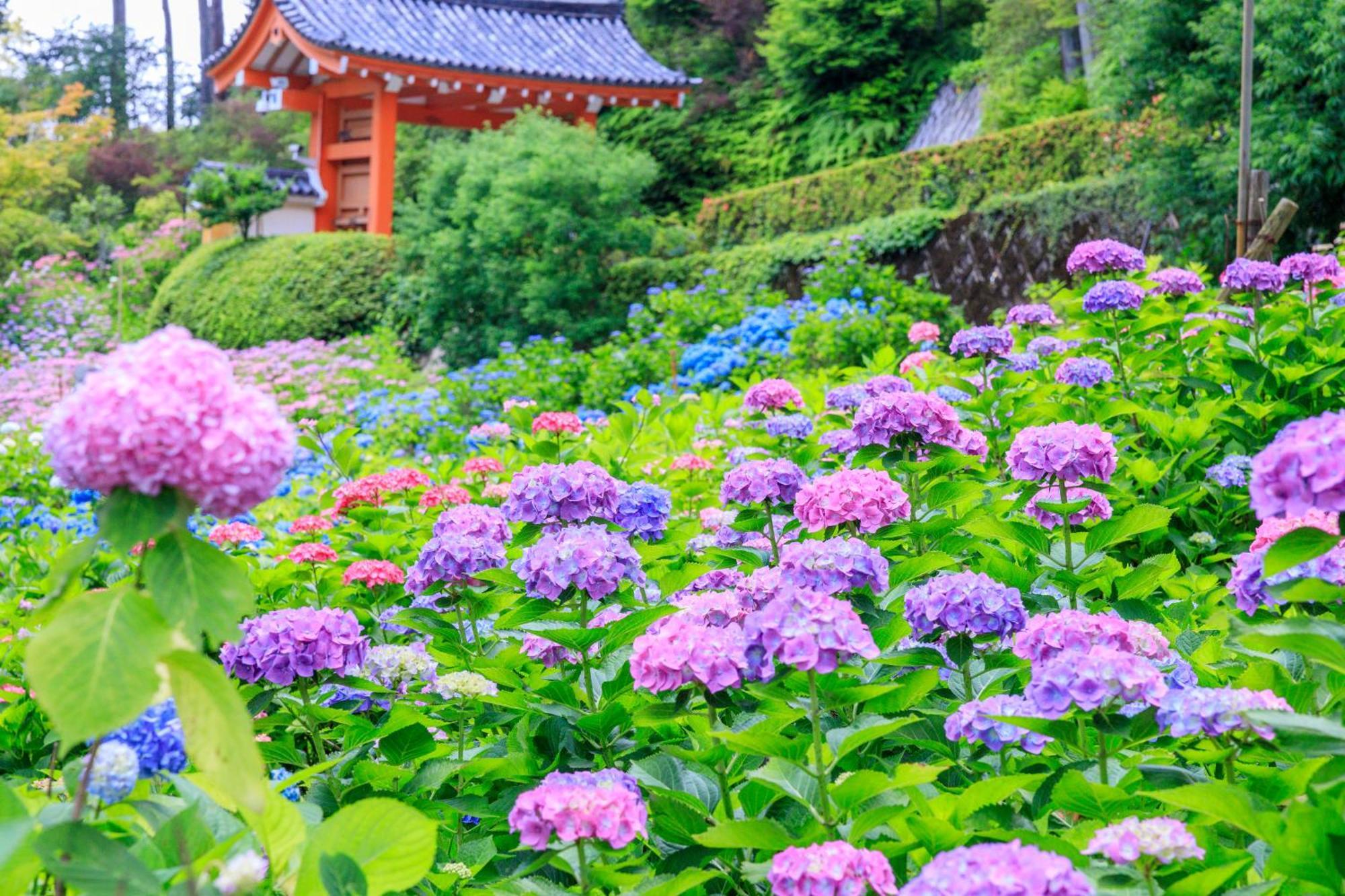 Mimaru Shijo Kyoto