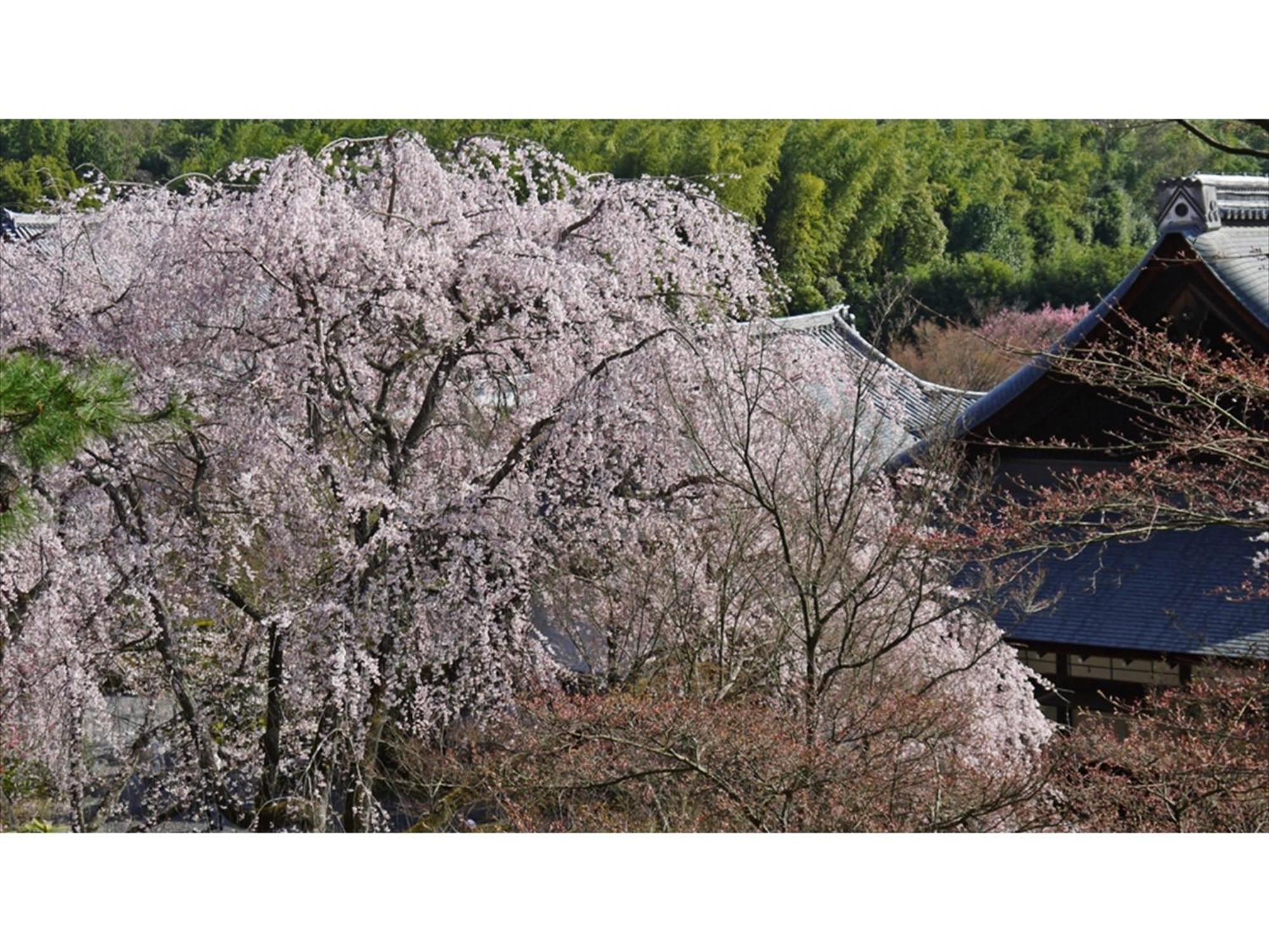 Hotel River Side Arashiyama - Vacation 86216v