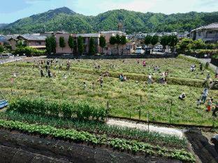 Yadoya