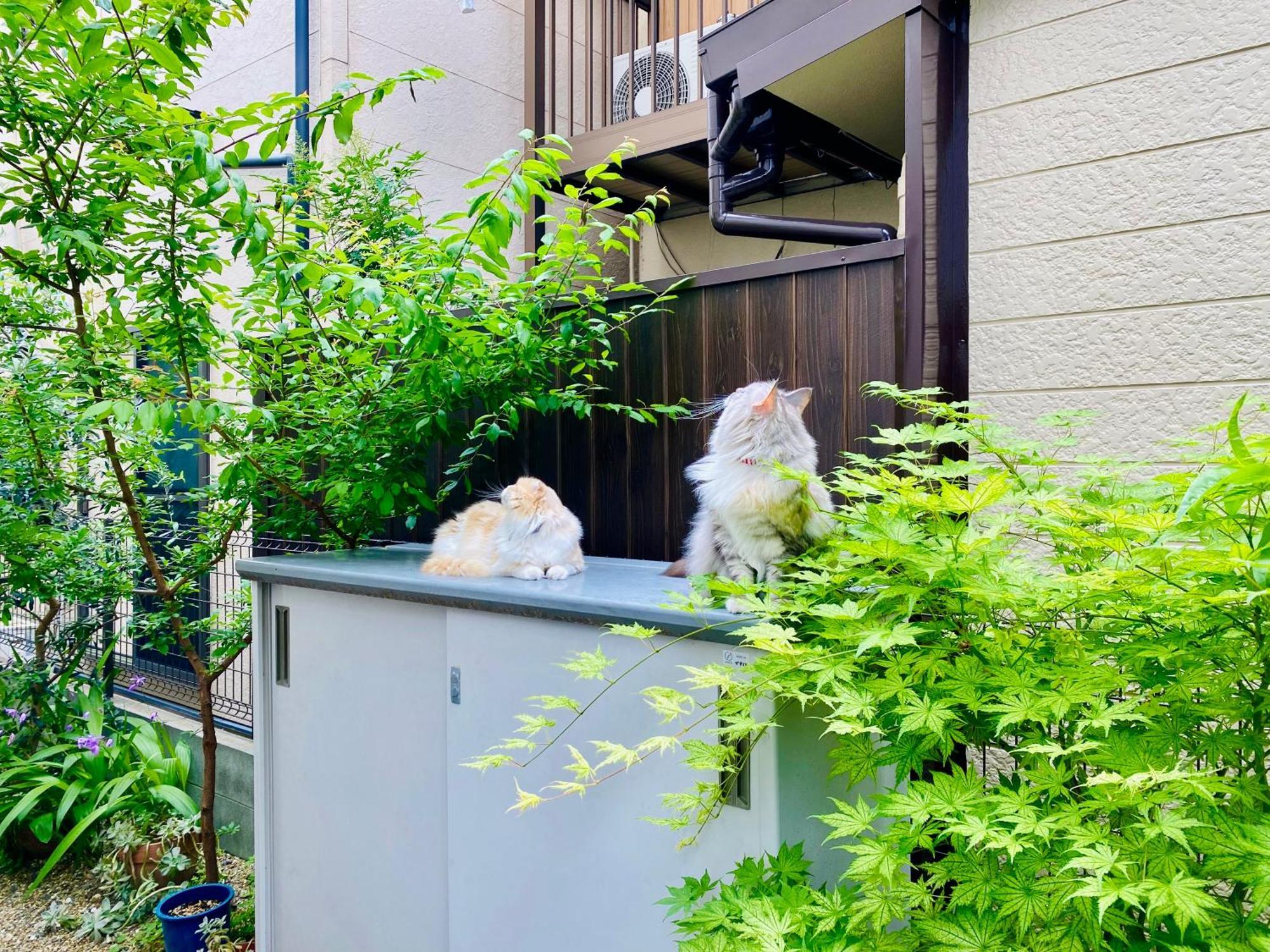 遥華-haruka House Kyoto