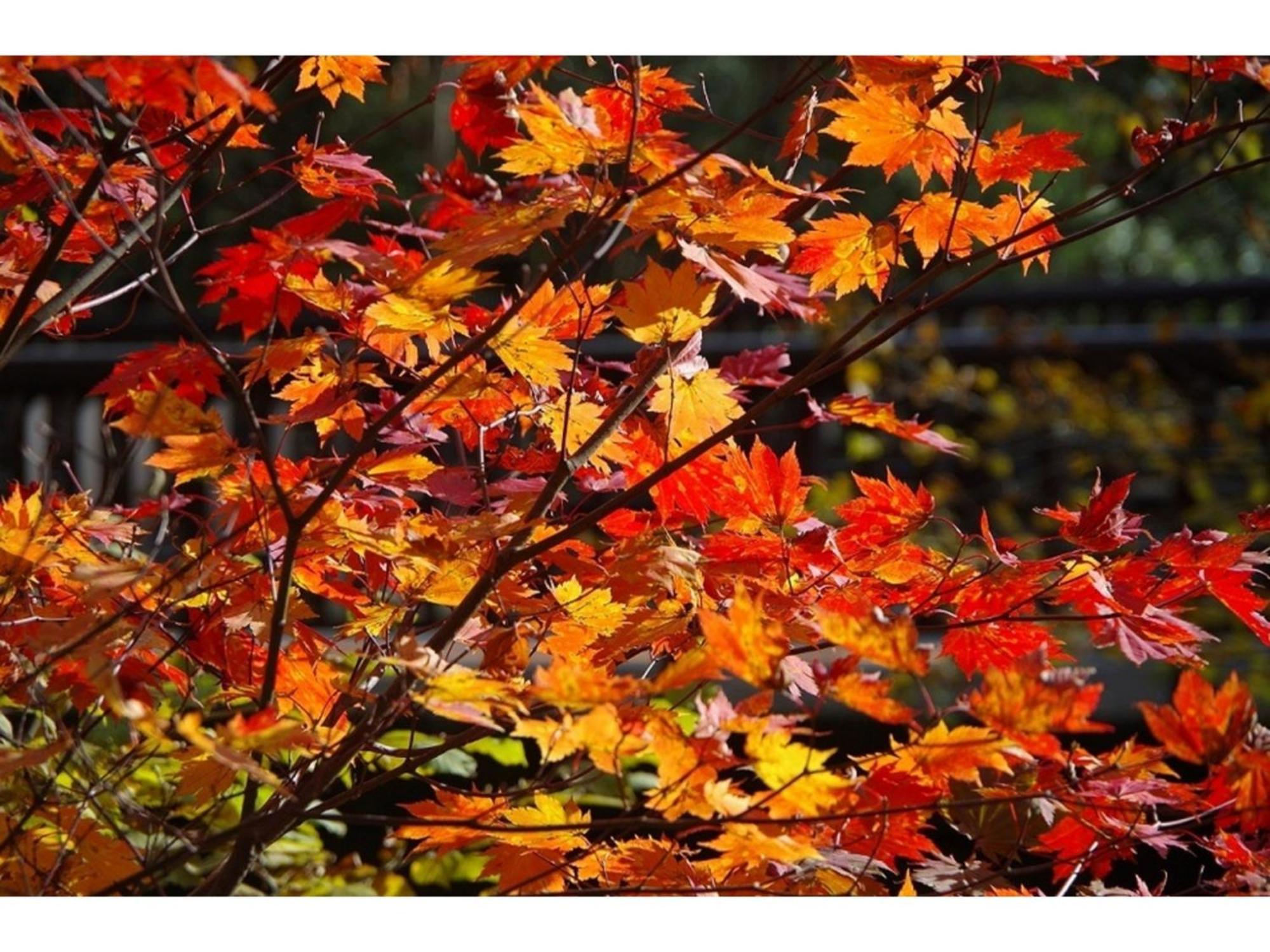 Ryoso Chatani - Vacation 43144v Kyoto
