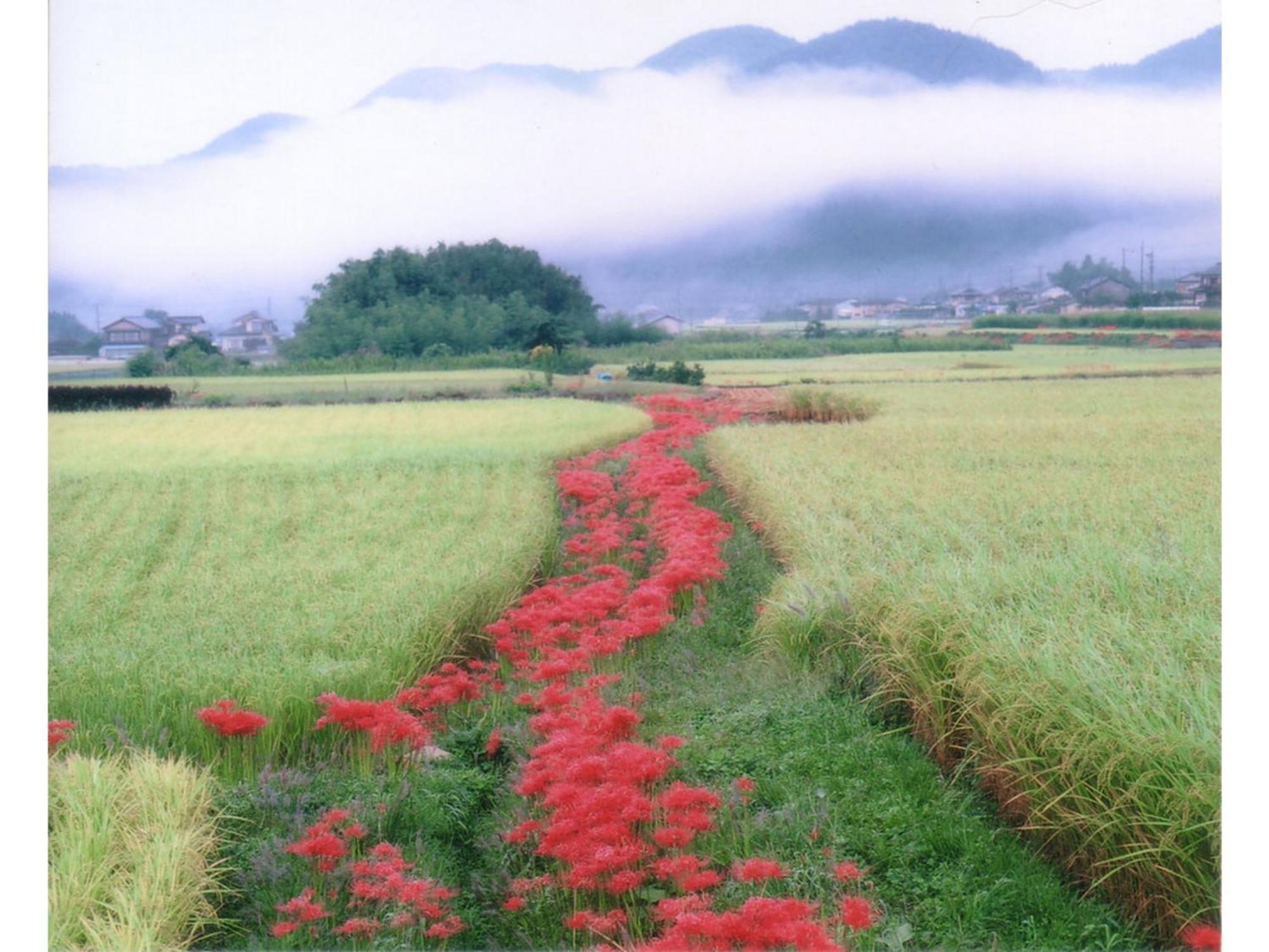 Ryoso Chatani - Vacation 14773v Kyoto
