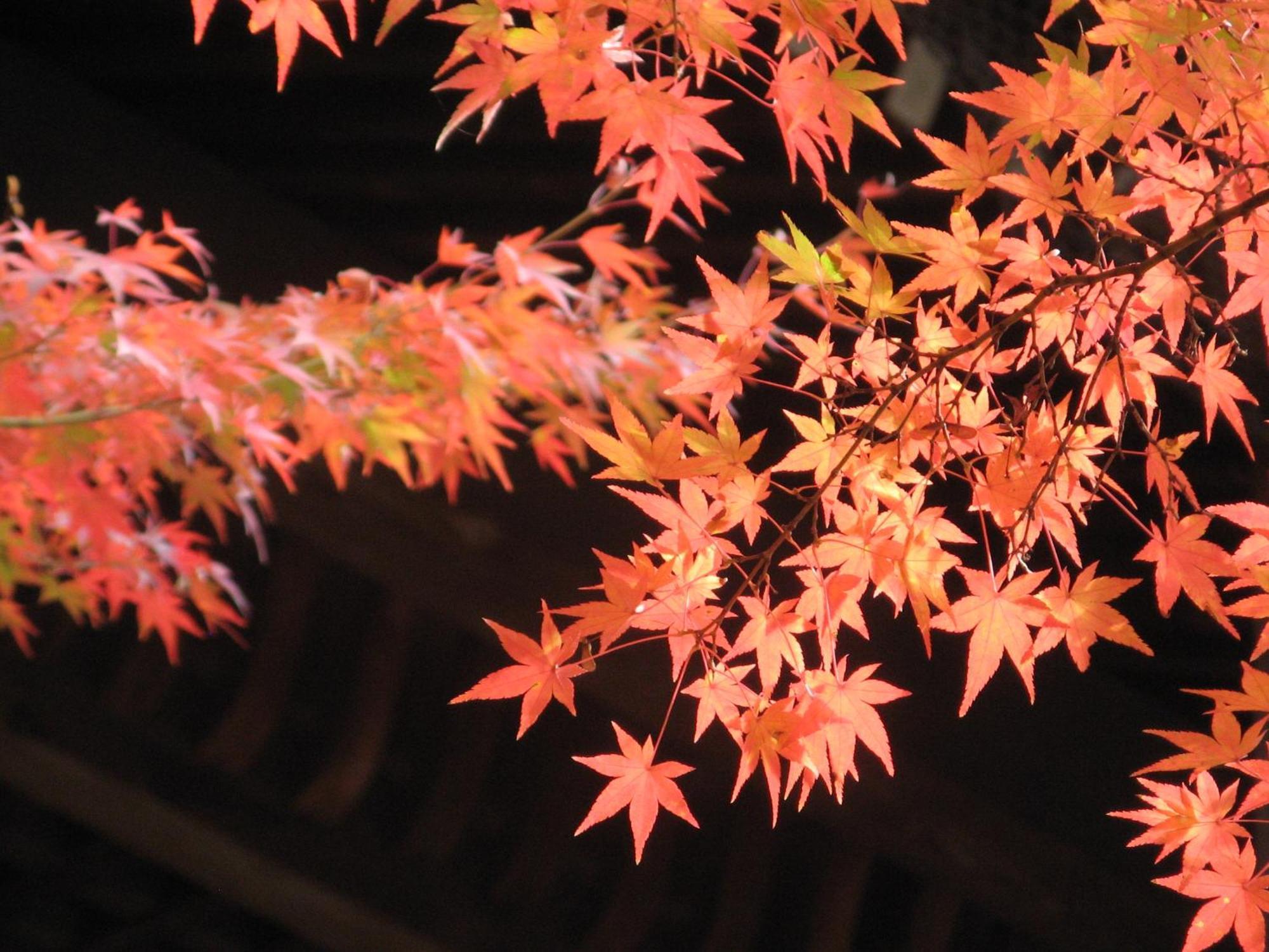 Heian No Mori 4* Kyoto