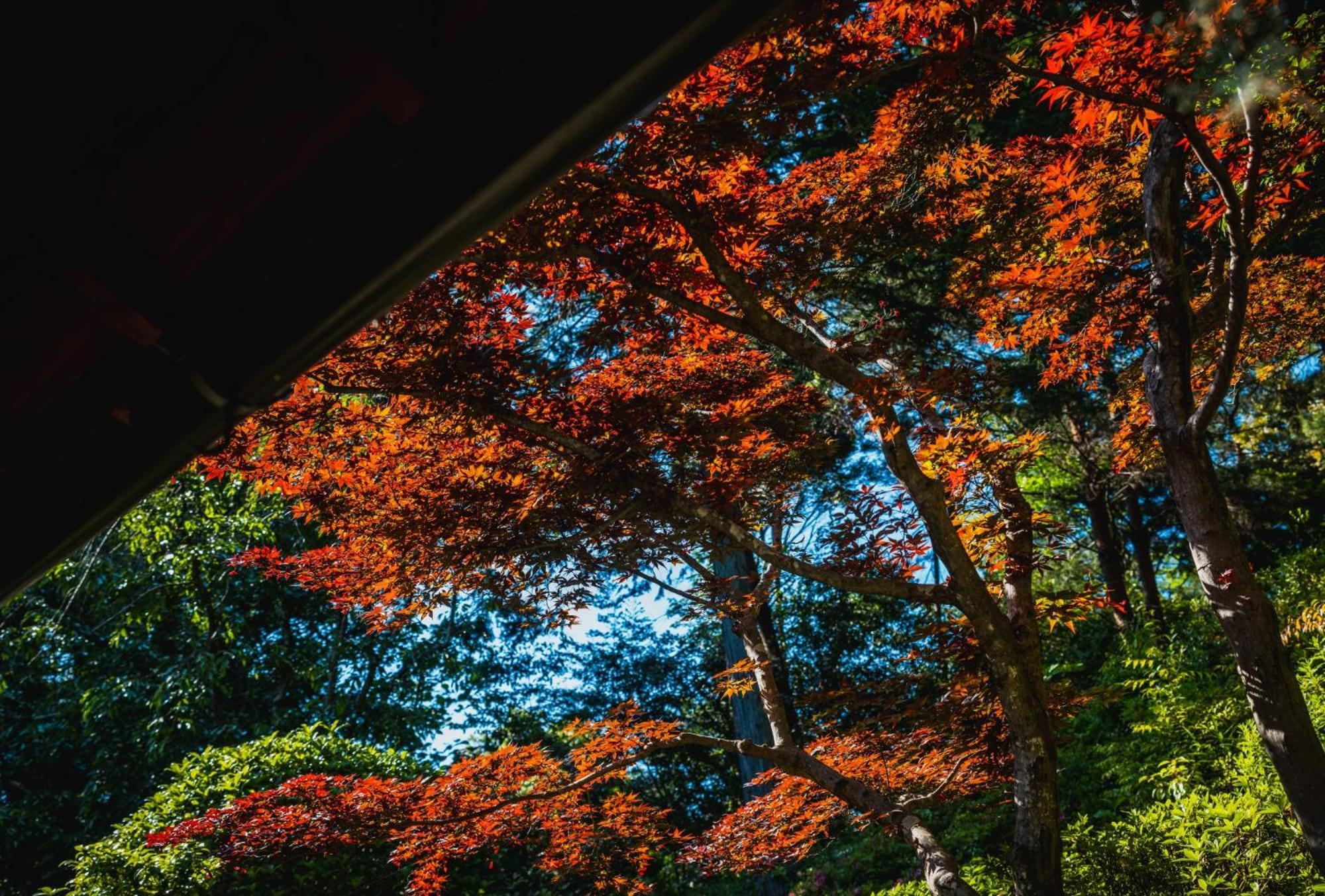 京都傳統古民宅 日式庭園 5房2衛浴 吉田神社旁 可停車 哲學之道 銀閣寺車程5分 * Kyoto