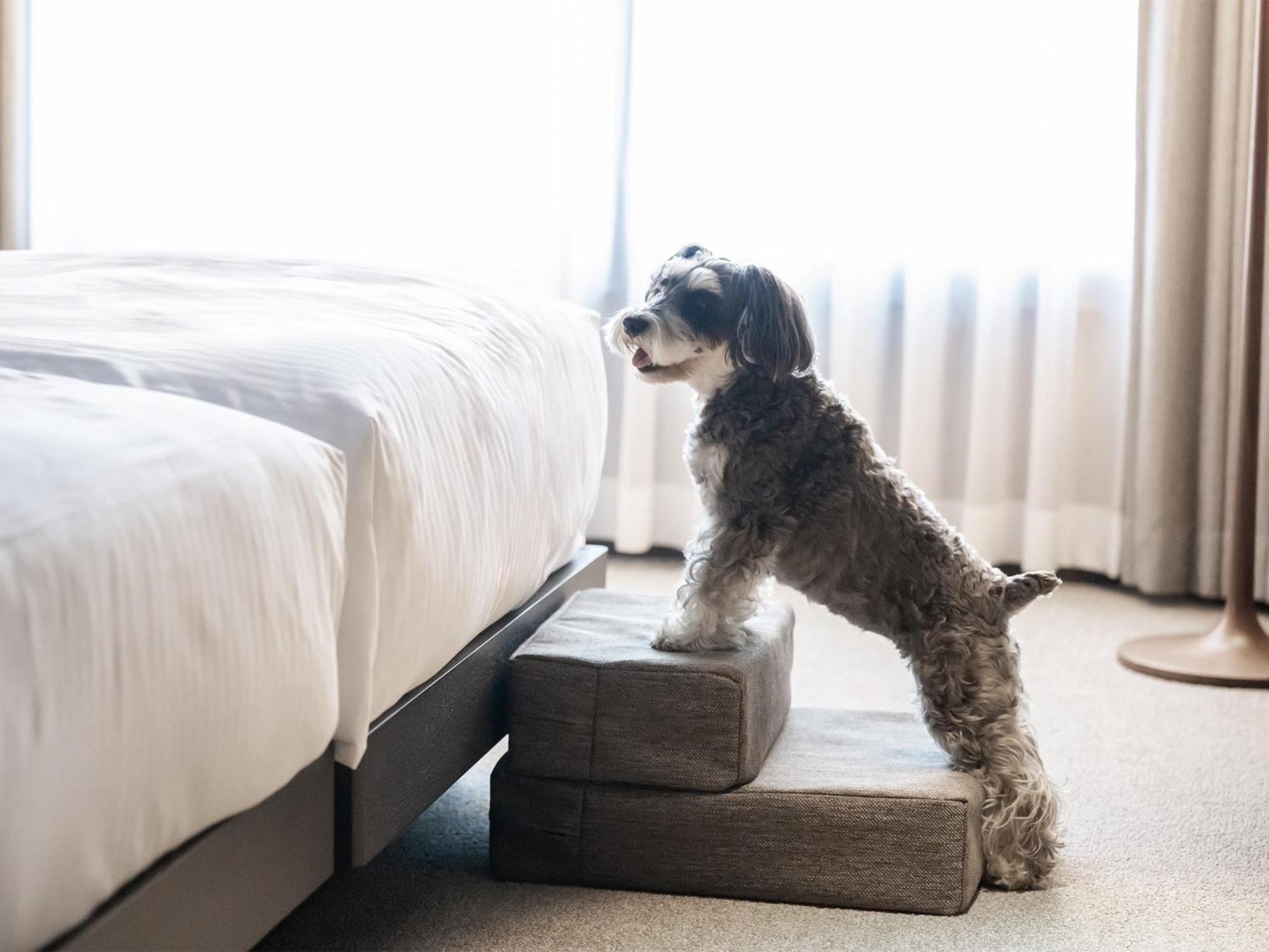 Hotel Anddoggy Nijo