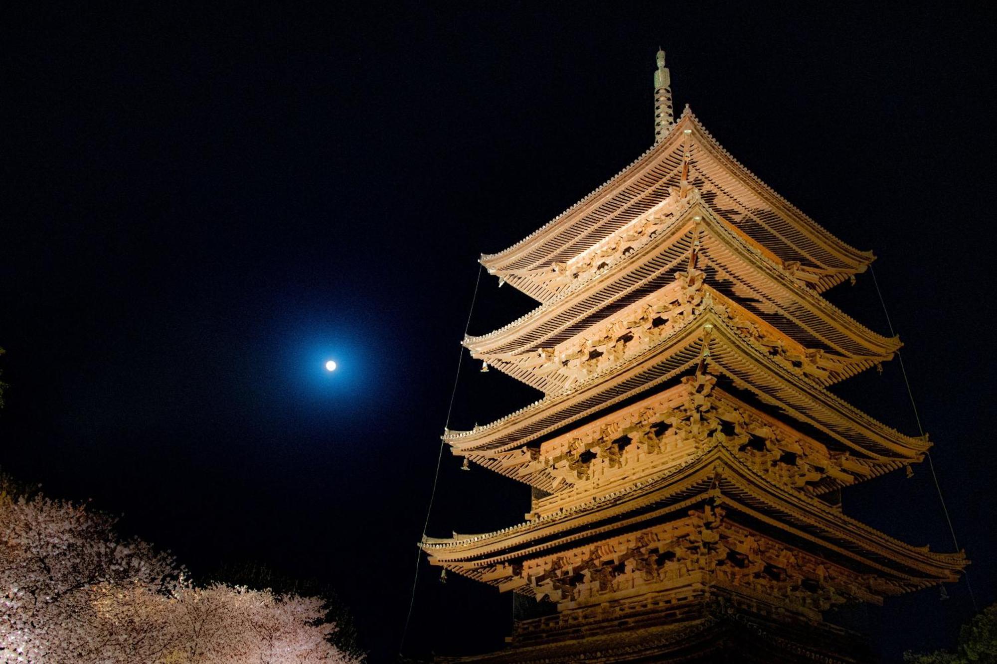 Sakura Higashi Hongan-ji I Kyoto