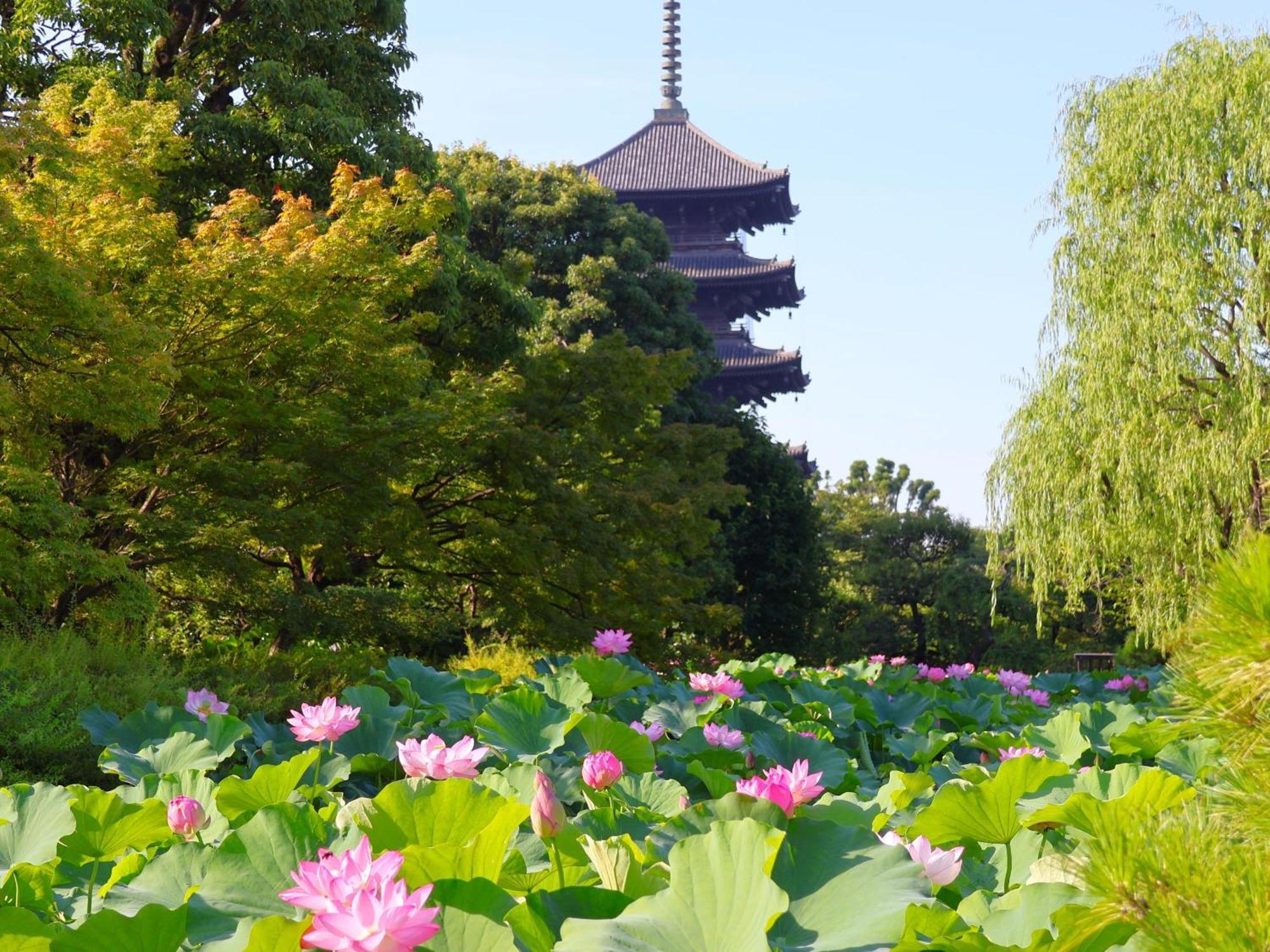 Sakura Higashi Hongan-ji I 3*