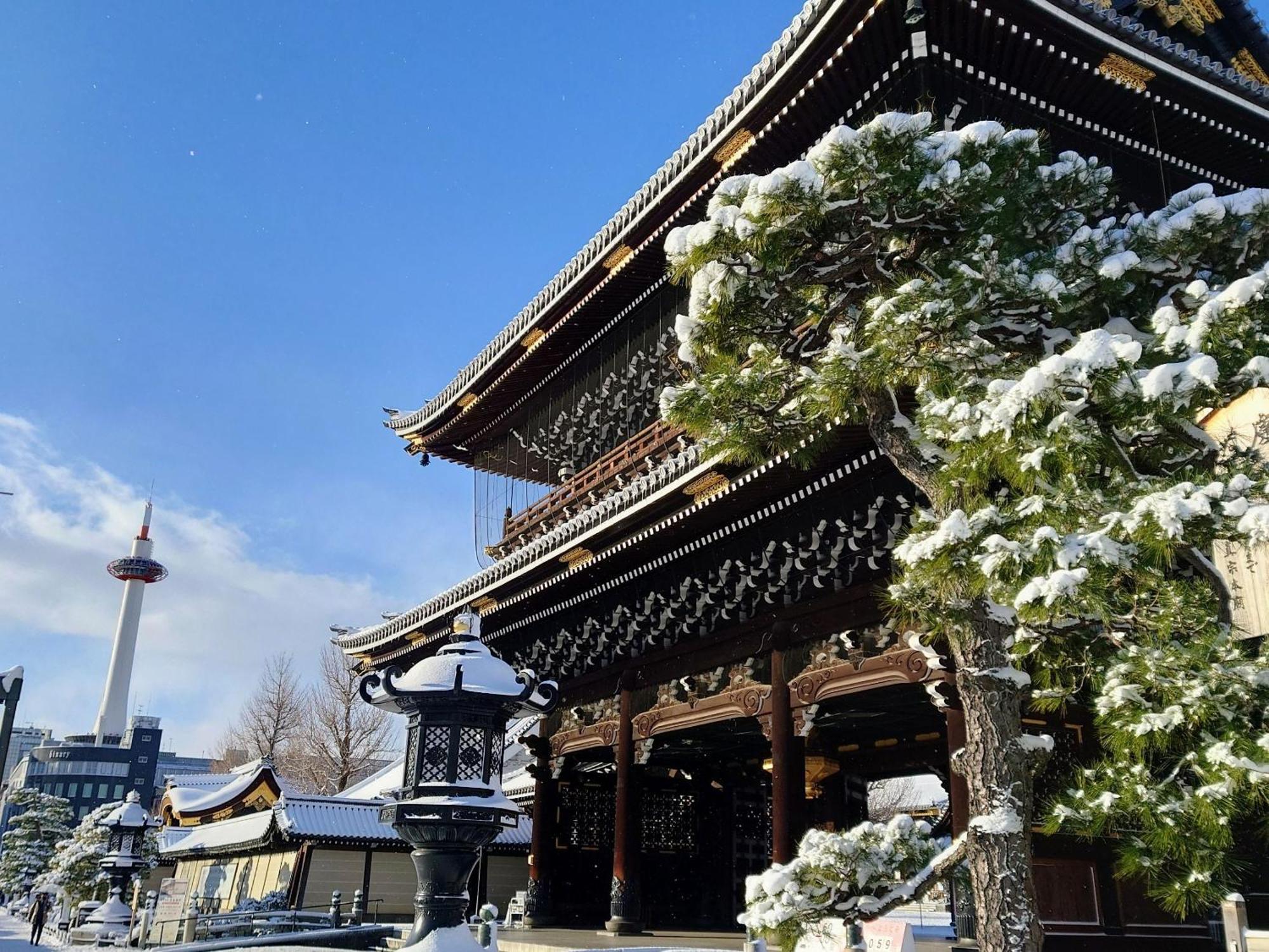 Sakura Higashi Hongan-ji I Kyoto