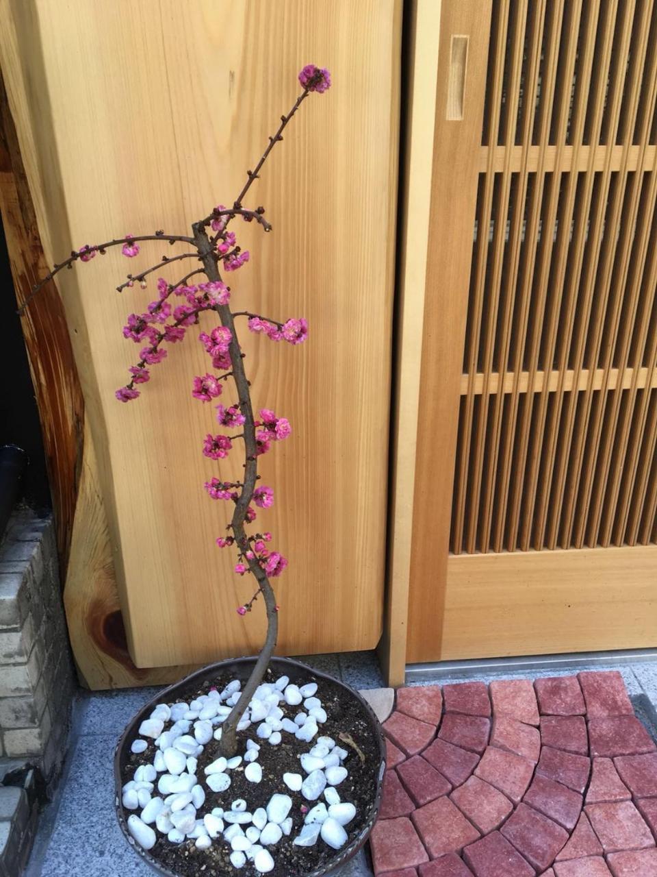 Homestay 美築八坂 *