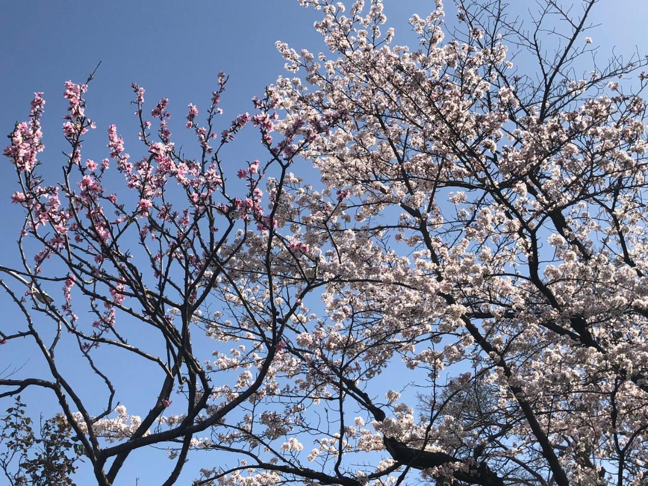 Holiday park 京苑 Kyoen 京町家