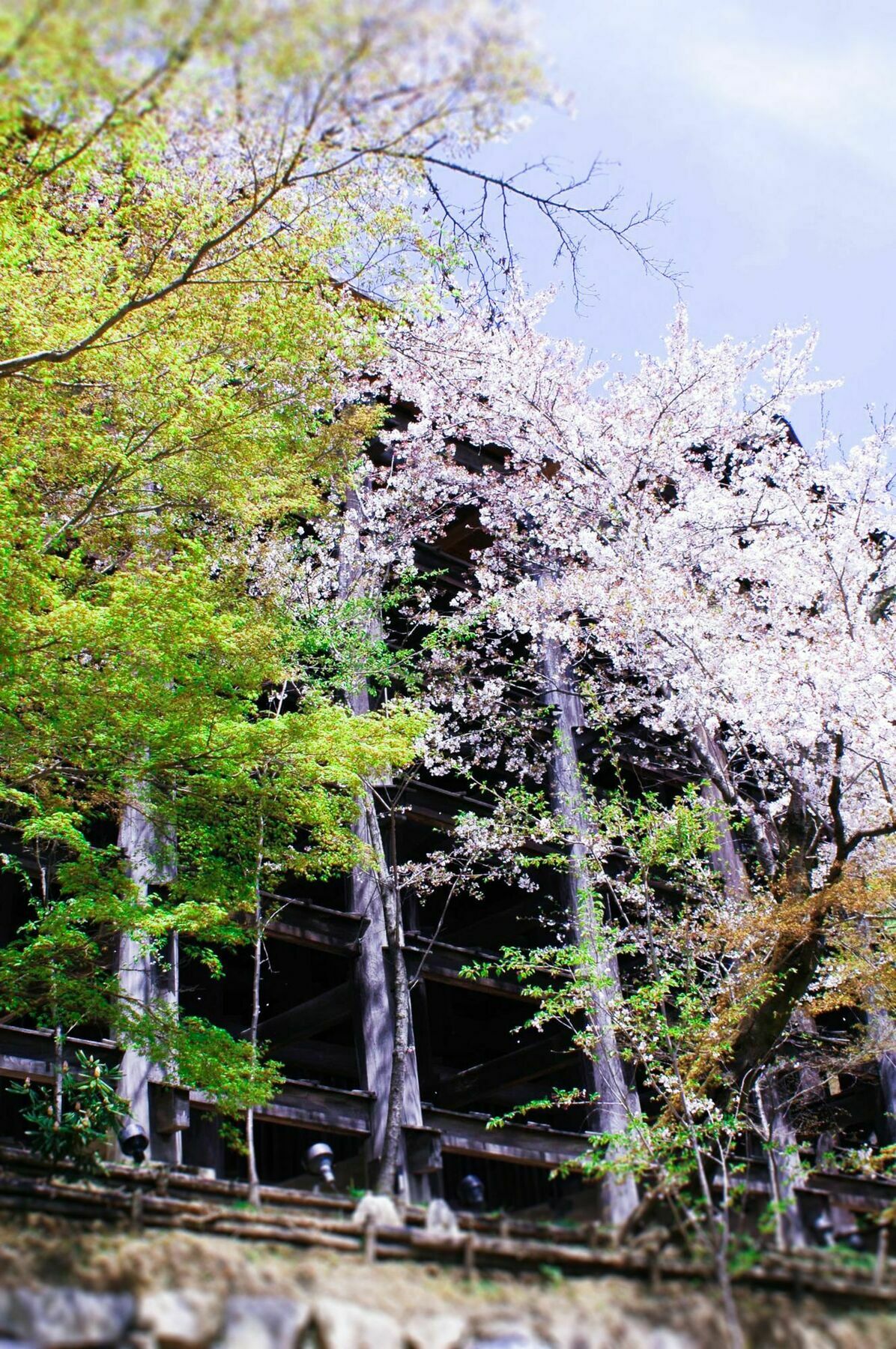 Apartment Sakura Toji South Ii *