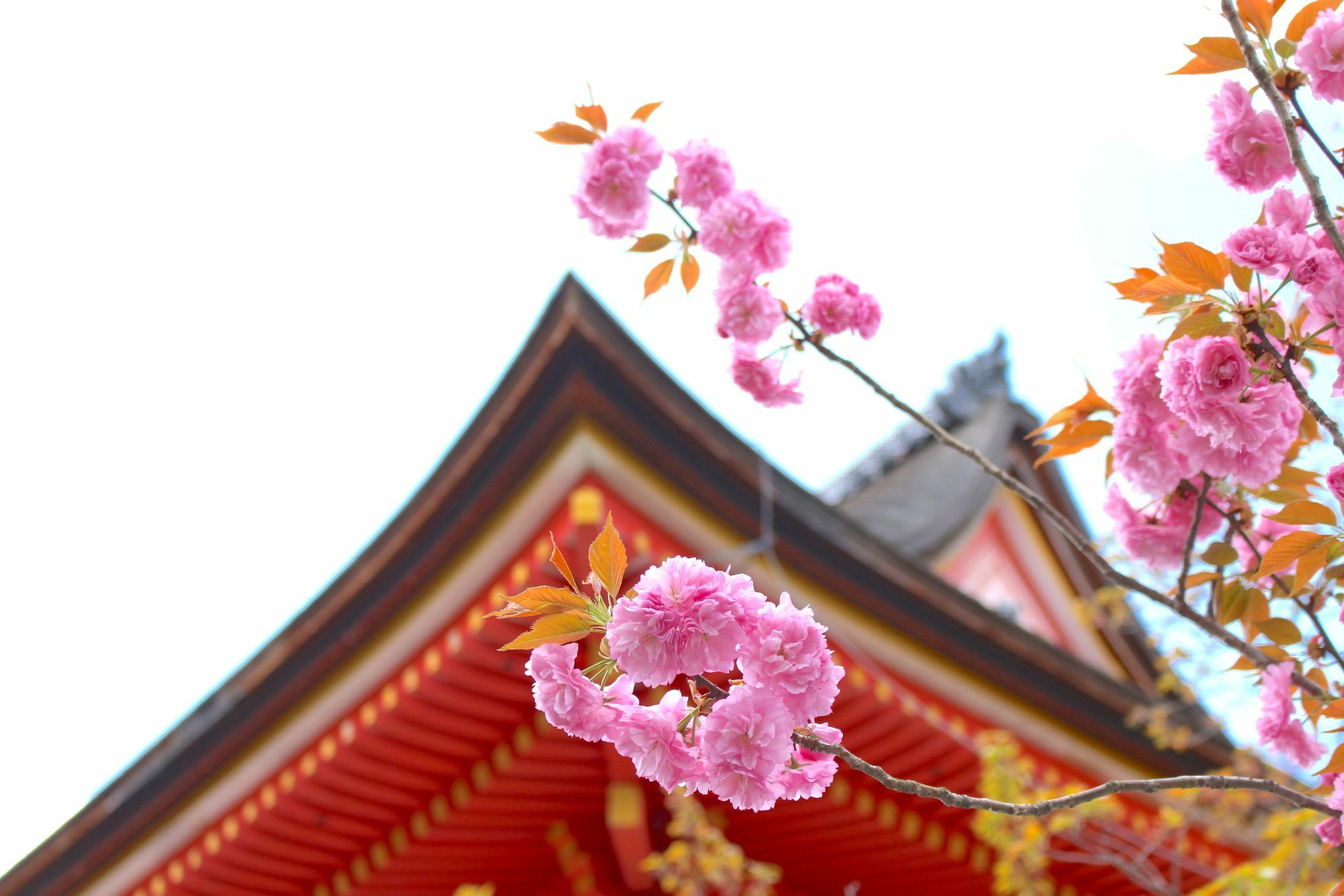 Sakura Fushimi Inari * Kyoto