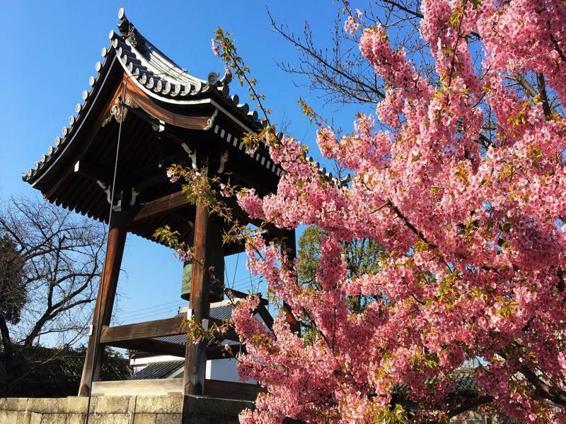Sakura Toji South I * Kyoto