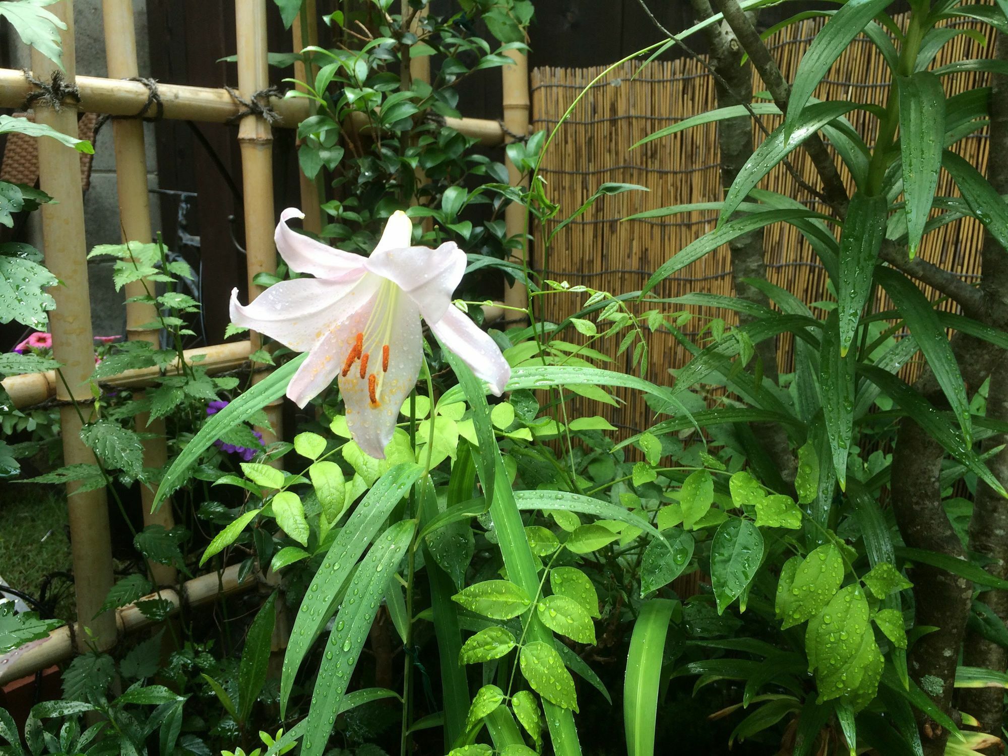 Holiday home Nishijin No Sato 西陣之郷 -100 Yrs Smart & Sustainable Ai Arthouse With 10gbps Wifi -
