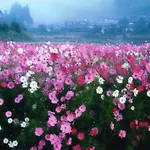 Ryoso Chatani - Vacation Stay 14773V