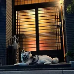 雅