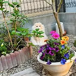 遥華-Haruka House
