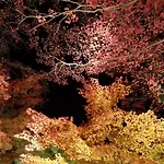 Glanz Kei Gion Shinmonzen