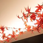 Kyoto Inn Mio