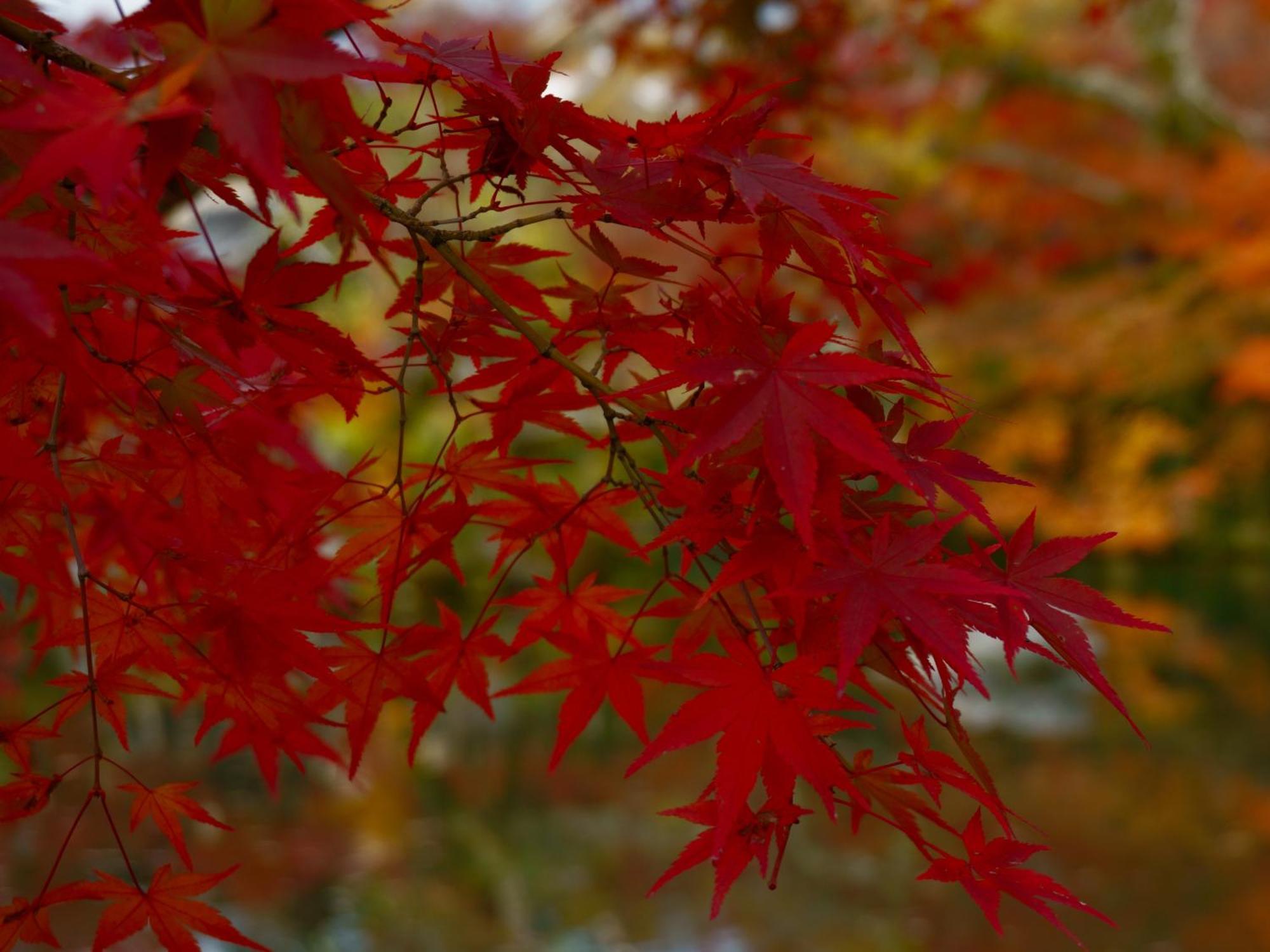 Iroha 颯 - Sou - * Kyoto