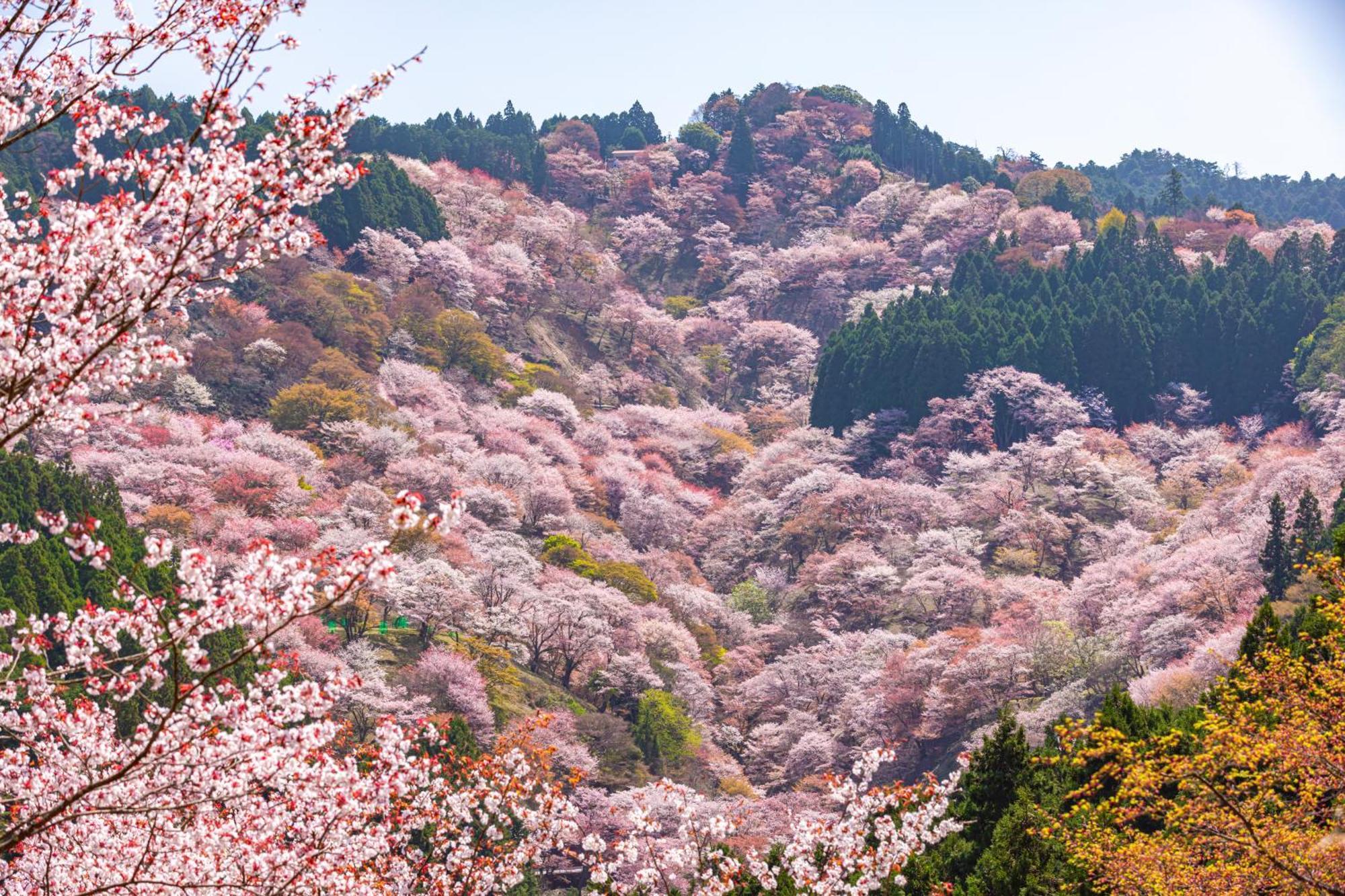 Marufukuro Kyoto