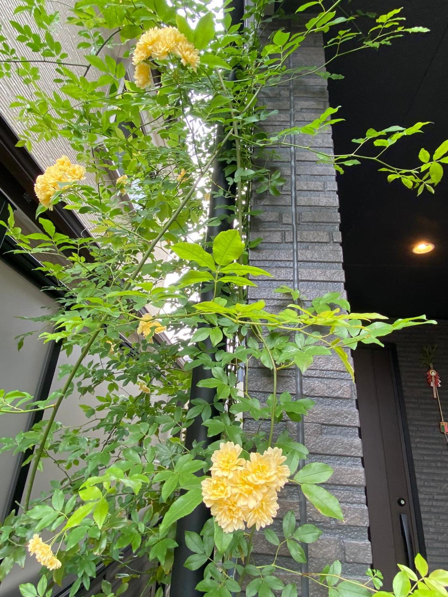 遥華-haruka House Kyoto